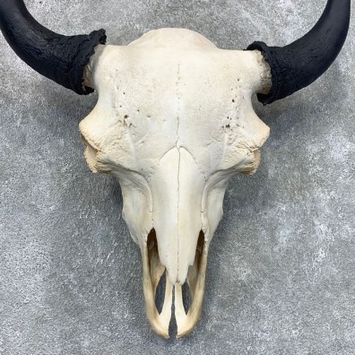 American Buffalo/Bison Skull Taxidermy Mount For Sale