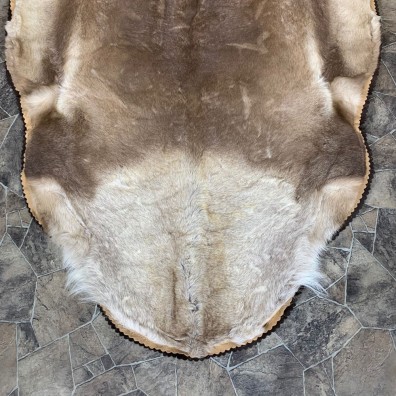 Caribou Taxidermy Rug For Sale