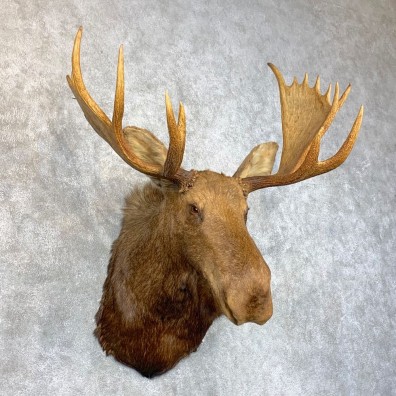 Maine Moose Taxidermy Shoulder Mount For Sale