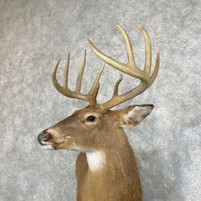 Piebald Whitetail Deer Half Life-Size Taxidermy Mount For Sale