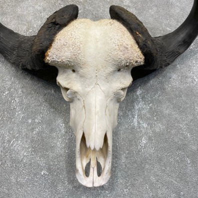 Cape Buffalo Skull European Taxidermy Mount For Sale