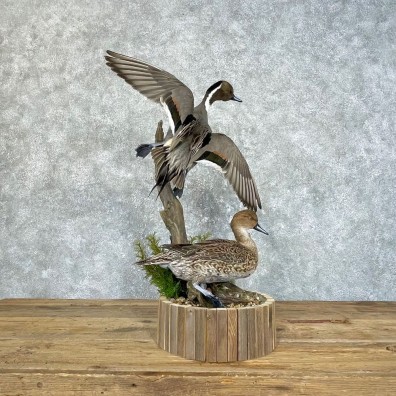 Pintail Duck Pair Taxidermy Mount For Sale