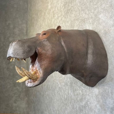 African Hippopotamus Taxidermy Shoulder Mount For Sale