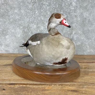 Egyptian Goose Taxidermy Bird Mount For Sale