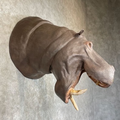 African Hippopotamus Taxidermy Shoulder Mount For Sale