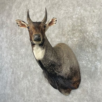 Nilgai Antelope Taxidermy Shoulder Mount For Sale