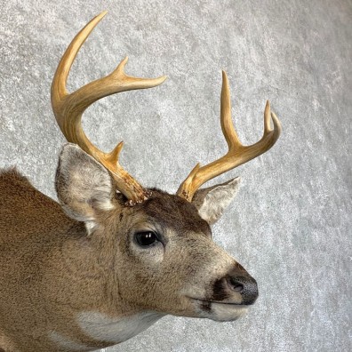 Sitka Blacktail Deer Shoulder Taxidermy Mount For Sale